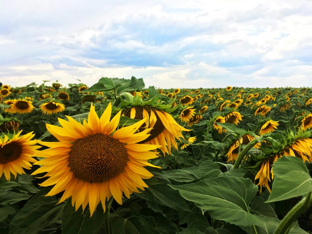 Sunflower field Ukraine